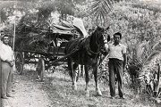 Foto con mulo e carro