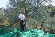 Abbacchiatura delle olive